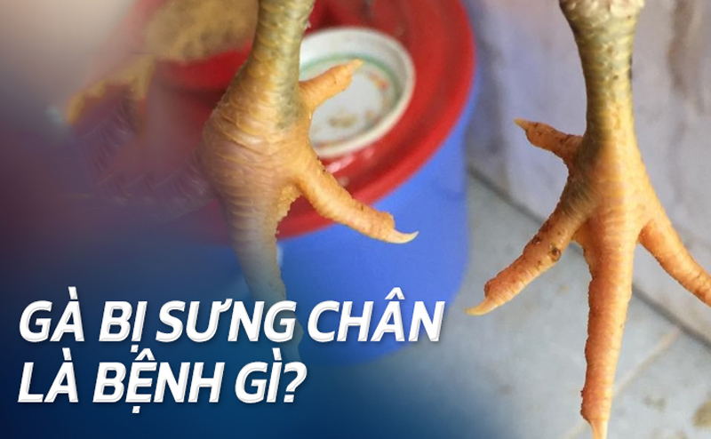 Gà Bị Sưng Chân, cách trị dứt điểm và nguyên nhân gây bệnh nên chú ý